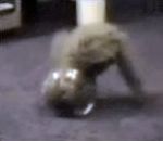 vidéo chat rentre bocal poisson verre interieur