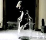 vidéo chat rentre sort bouteille verre