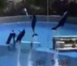 vidéo dauphin assomme un oiseau en sautant hors eau