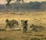 vidéo pub carambar hyène rieuse blague