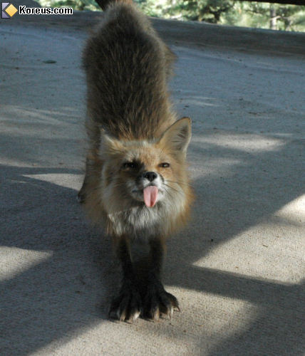 photo renard tire langue étirement animal humour insolite