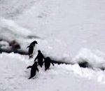 vidéo manchot trou glace chute