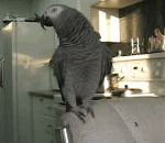vidéo animal perroquet beatbox bruitage rocky