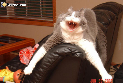 photo chat canapé étirement humour insolite