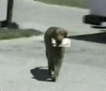 vidéo bon mauvais chien compilation gag