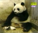 vidéo maman panda bébé peur sursaut