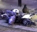 vidéo pigeon vengeance crotte chien caca