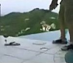 vidéo swing piscine tombe eau golf