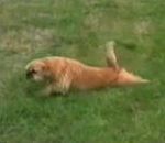 vidéo compilation gag chien