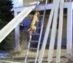 vidéo chien monte échelle