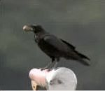 vidéo corbeau intelligent casser noix avec roue voiture passage pieton