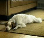 vidéo pub heineken promenade chien enterrer biere bar