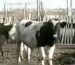 vidéo veau rut fermier