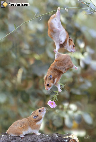 hamster déclaration acrobatique fleur photo humour insolite