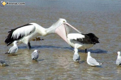 photo humour insolite oiseau pélican inspection générale