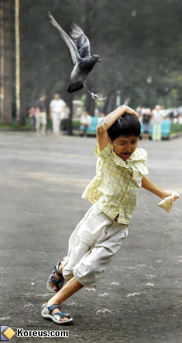 photo enfant attaque pigeon caca humour insolite