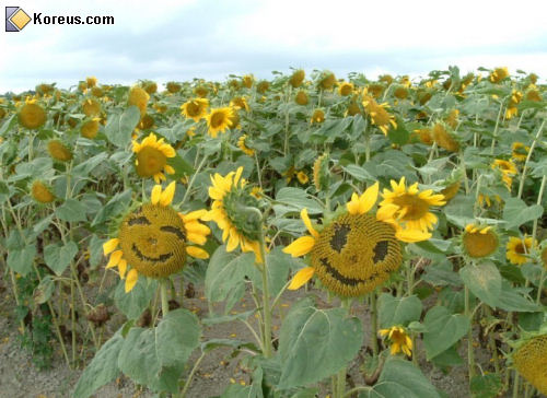 photo image champ tournesols  halloween citrouille