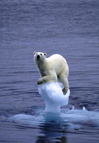 photo ours polaire iceberg réchauffement climatique animal animaux insolite