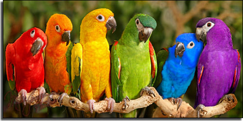 photo perroquets arc-en-ciel couleur animal animaux insolite