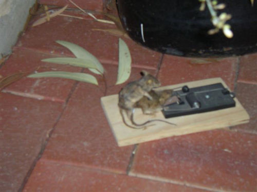 photo souris tapette animal animaux insolite
