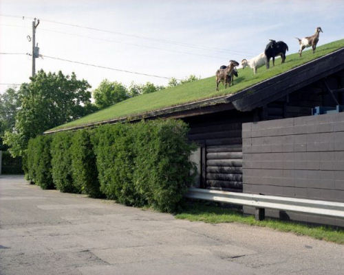 photo chèvres toit maison brouter herbe animal animaux humour insolite