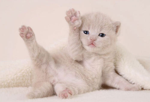 photo chaton chat leve la patte insolite