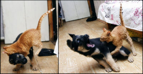 photo combat chaton chiot humour insolite
