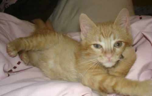 photo chat chaton pose humour insolite