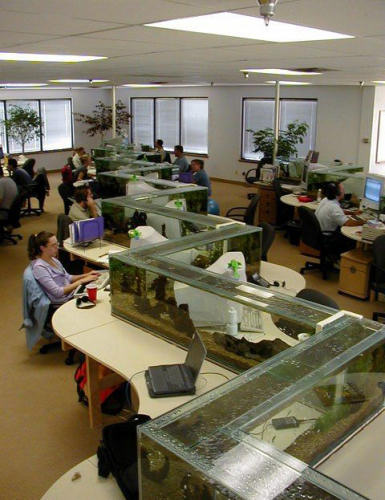 photo humour insolite aquarium bureau