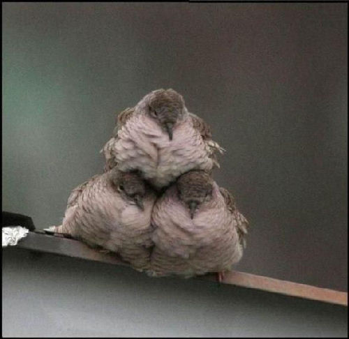 photo pyramide oiseaux humour insolite