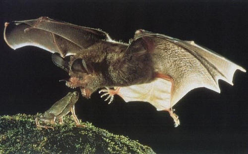 photo attaque chauve-souris grenouille  humour insolite