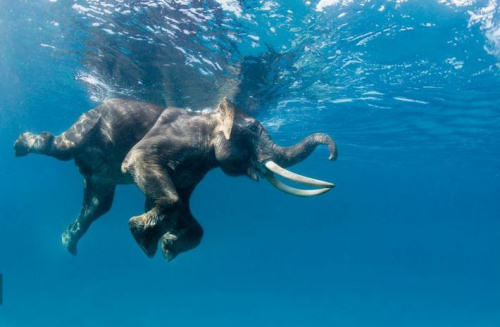photo éléphant eau nage humour insolite