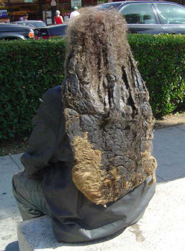 photo humour insolite cheveux