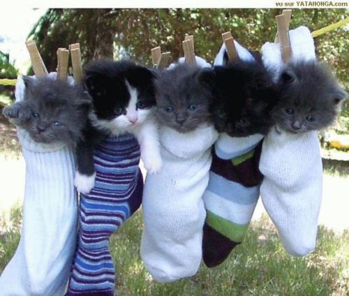 photo humour insolite chatons suspendu fil chaussette