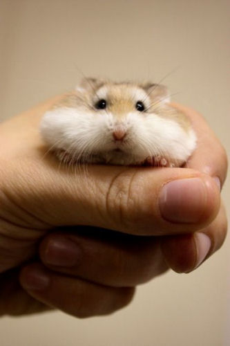 photo humour insolite hamster compressé main