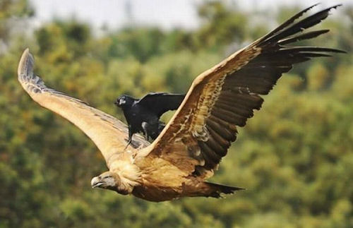 photo humour insolite un oiseau sur un aigle