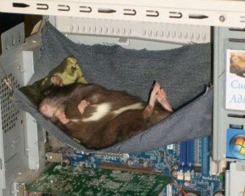 photo souris hamac boitier ordinateur humour insolite