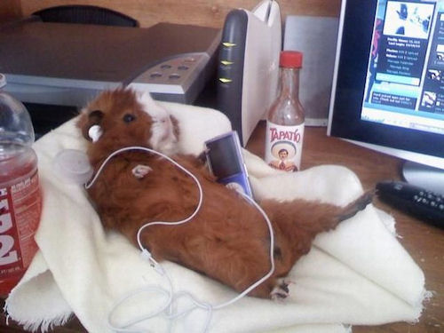 photo humour insolite cochon inde ipod couché