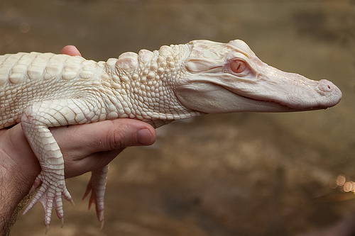 photo bébé alligator albinos ferme des crocodiles pierrelatte