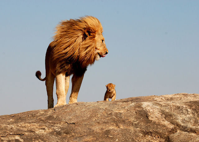 photo humour insolite mufasa simba lion