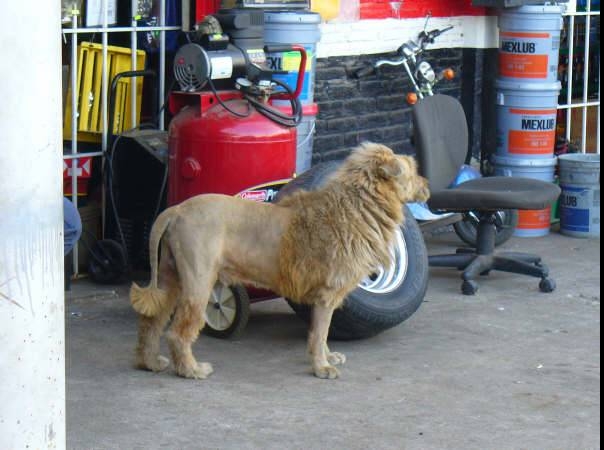 photo humour insolite lion chien