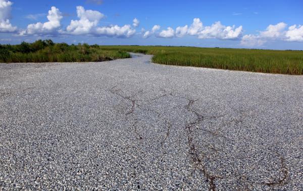photo humour insolite eau poissons morts louisiane