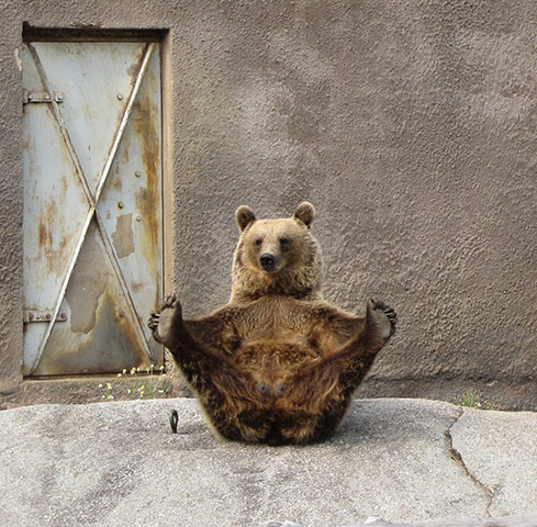 photo humour insolite ours étirements yoga