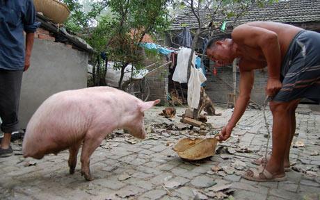 photo humour insolite cohcon deux pattes