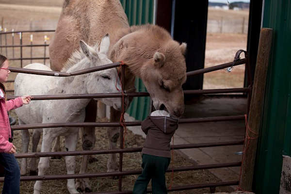 photo humour insolite dromadaire chameau enfant tête
