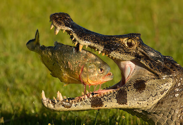 photo humour insolite poisson crocodile