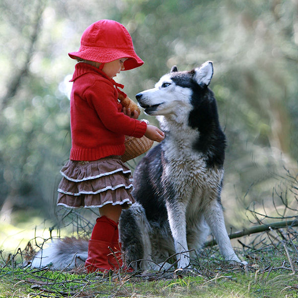 photo humour insolite petit chaperon rouge chien husky