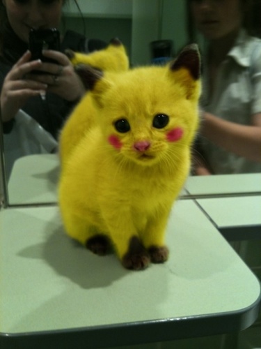 photo humour insolite chaton pikachu