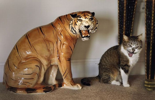 photo humour insolite chaton tigre