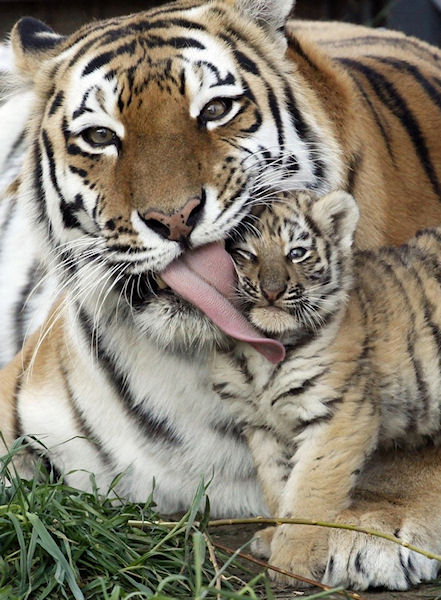 photo humour insolite tigre langue